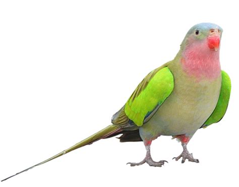 Parrot Clipart Png Transparent Background Free Download 22815