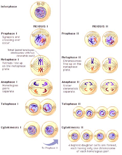 Simple Pmat Mitosis Filegeneral Cell Cycle Wikipedia Maethome