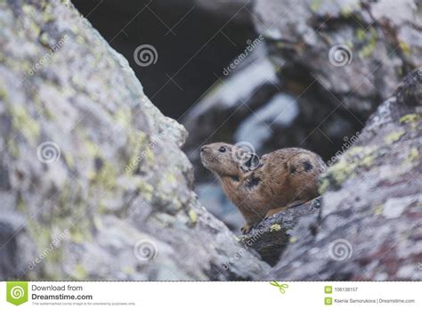 Altai Pika On Stone Rodent Stock Image Image Of Nature Mammal