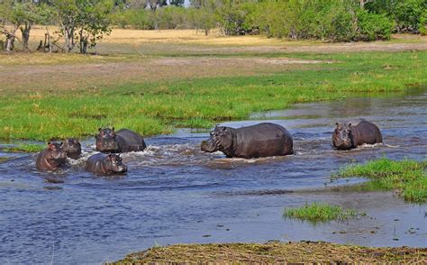 Chobe National Park Safari Fees Guide And Weather 2024