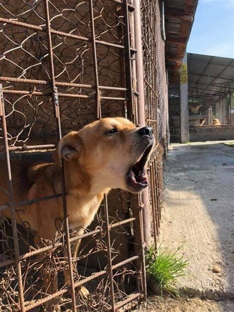 Cagnotte AIDE POUR LES CHIENS DE LA FOURRIERE DE PIATRA NEAMT