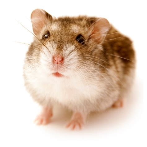 Russian Dwarf Hamster Information Drd Knaagdierwinkel®