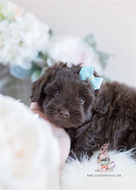 Shih Tzu Poodle Mix Puppies For Sale Teacup Puppies And Boutique