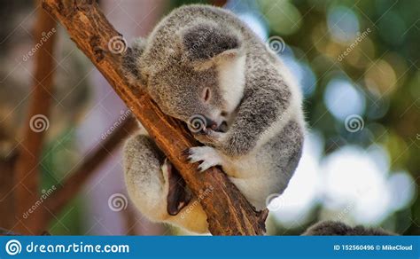 Cute Little Koala Bear Sitting And Sleeping On Tree Stock