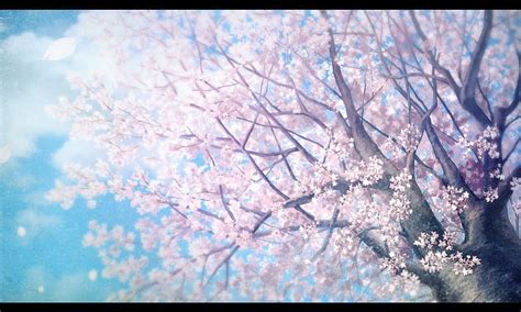 Cherry Blossom Pretty Scenic Sakura Blossom Plant Bonito Floral