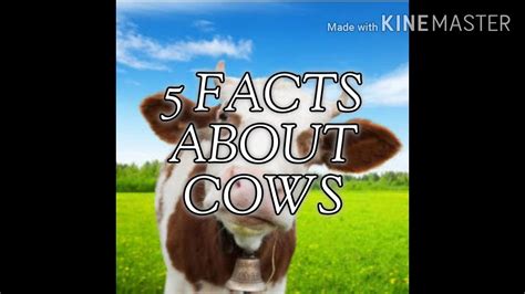 5 Facts About Cows Youtube