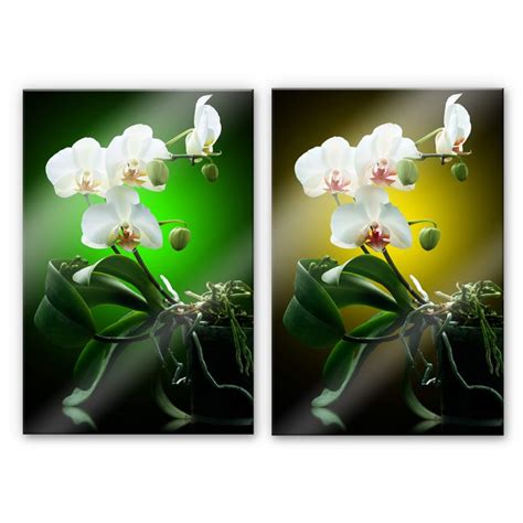 Tableau en verre acrylique - Floraison d'une orchidée | wall-art.fr en ...
