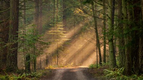 Forest Path In The Sunlight Hd Wallpaper Backiee Free