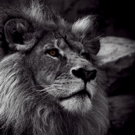 10 Most Popular Angry Lion Wallpaper Black And White Full Hd 1080p For