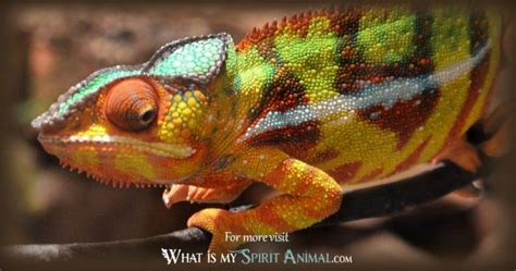 Chameleon Symbolism And Meaning Spirit Totem And Power Animal