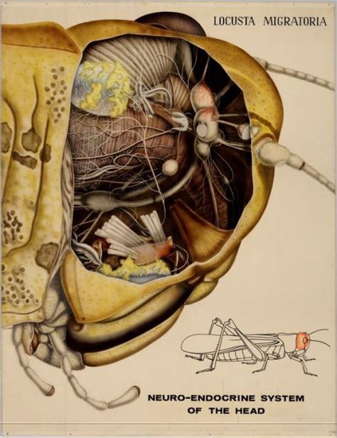 Vintage Insect Anatomy Insect Anatomy Scientific Illustration