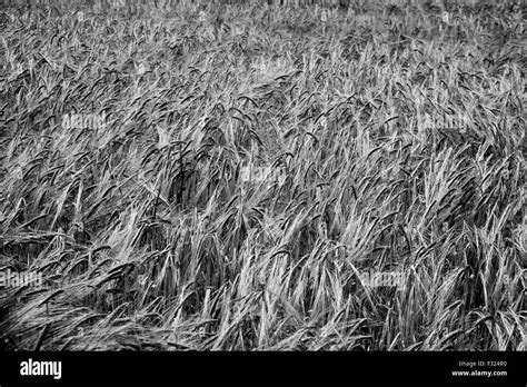 Campo Di Grano Bianco E Nero Immagini E Fotos Stock Alamy
