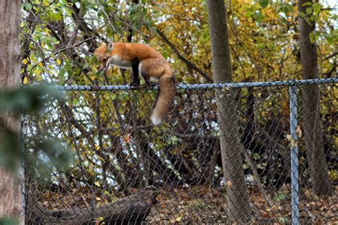 Ann Brokelman Photography Red Fox Spent Lots Of Time Climbing