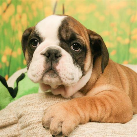 Puppys n love has a zero tolerance policy for puppy mills or substandard breeding practices of any kind. Puppy Breeds for Sale - Animal Kingdom | Puppies N Love