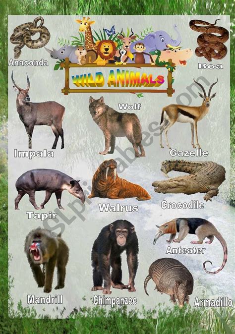 Wild Animals Poster 3 Esl Worksheet By Fengchuishaster