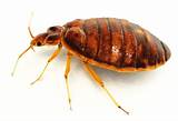 Heat Treatment For Bed Bugs Effectiveness Images