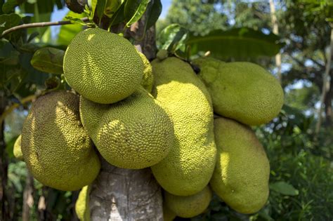Jackfruit Nutrition Facts And Health Benefits Nutrition And Innovation