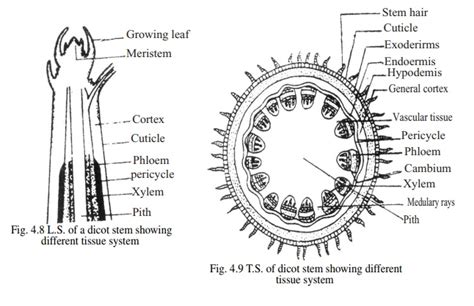 Tissue System And Types Of Tissue System