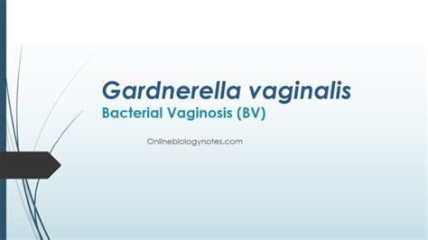 Gardnerella Vaginalis Associated Bacterial Vaginosis Bv Clinical Cultural And Biochemical