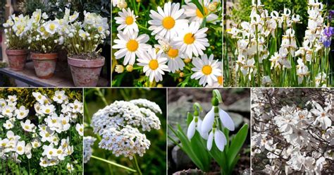 Top 20 White Perennials That Bloom All Summer