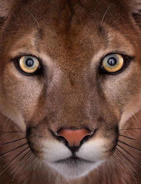 530 Best Animal Endangered Species Images On Pinterest