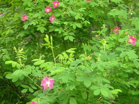 Wild Rose Bush Biological Science Picture Directory