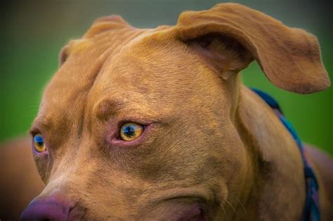 Vizsla Pitbull Mix Will This Pooch Be The One For You