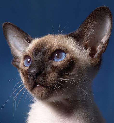 Siamese Cats A Guide To Caring For Siamese Cats