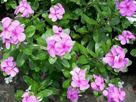 How To Grow And Care For Madagascar Periwinkle Catharanthus Roseus