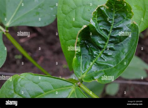 Closeup Of Cowpea Leaves With Leaf Curl Disease Bacteria Or Mosaic