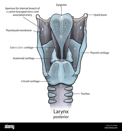 Anatomía Posterior De La Laringe Con Anotaciones Fotografía De Stock