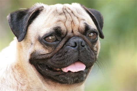 Pug Wallpapers High Quality Download Free