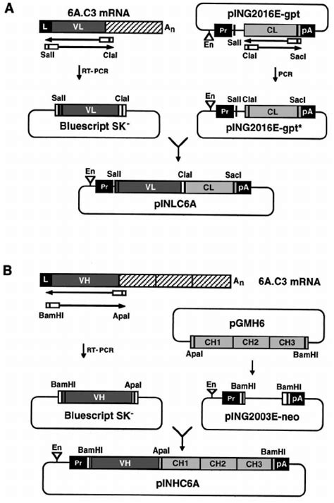 Cloning Of Immunoglobulin L And H Chain Cdnas Into Expression Vectors