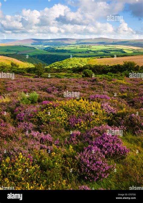 Late Summer Heather And Gorse On Porlock Common In Exmoor National Park