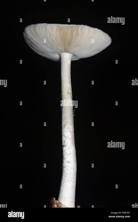 Tall Mushroom Hi Res Stock Photography And Images Alamy