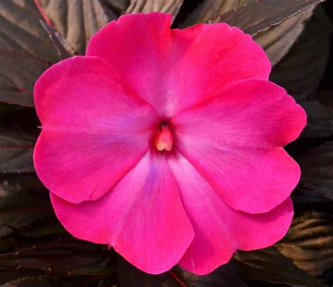 Impatiens New Guinea Impatiens Hawkeri Hot Pink Glow From Hillcrest