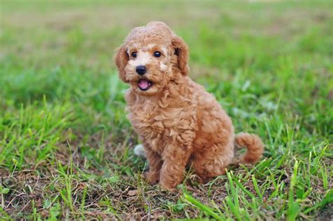 10 Small Dog Breeds That Dont Shed Ollie Teddy Bear Dog Dog