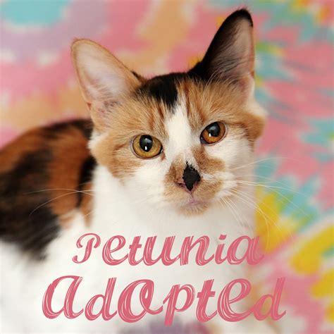 As the World Purrs