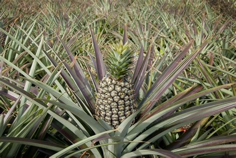 How To Grow Pineapple From Tops 1 Million Women