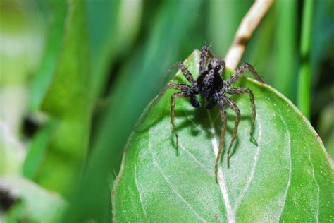 Arachnofobia Co To Jest Objawy Jak Leczyć Porady W Interiapl