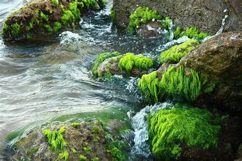 Moss Stone Marine Nature The Stones Are Water Green Wave Motion
