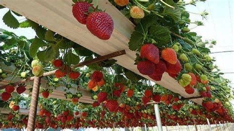 How To Farming Strawberry Strawberry Cultivation Technology And