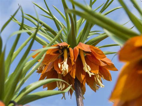 Fritillaria Imperialis The Premier Crown Imperial Fritillary