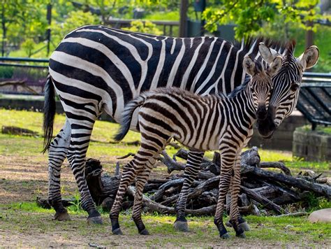 New Baby Zebra Newborn Baby