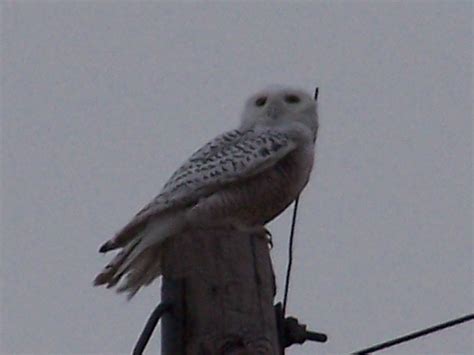 Wildbirds Broadcasting Snowy Owls In Northern Nebraska Sandhills