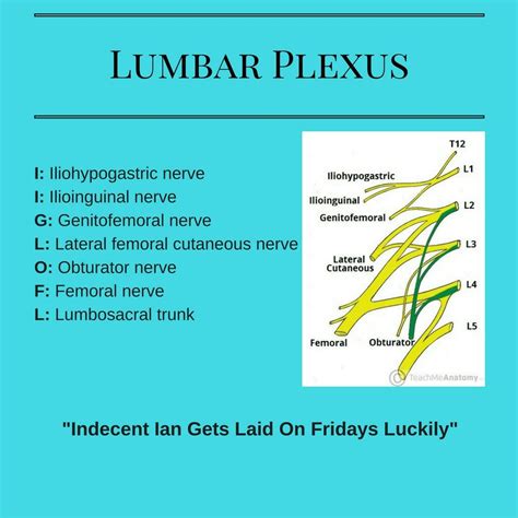 Branches Of The Lumbar Plexus Iliohypogastricilioinguinal