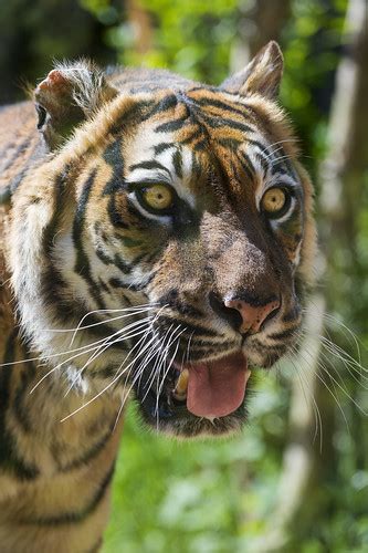 Sumatran Tigress Portrait A Portrait Of The Old But Still Flickr