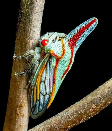 Oak Leafhopper Platycotis Villata Insects Insect Collection Bugs
