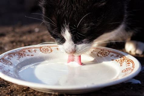 cats drinking milk from bowl stock image image of dish mammal 80990075