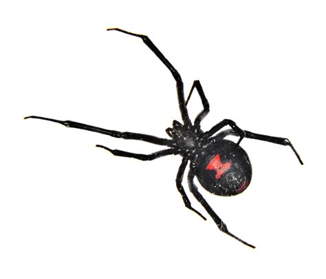 Black Widow Spider Facts Black Widow Spider Control Terro